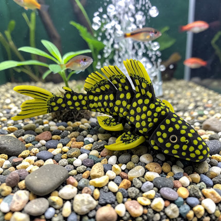 Flexi Pleco Fish – Articulated 3D Printed Model (Yellow & Black)
