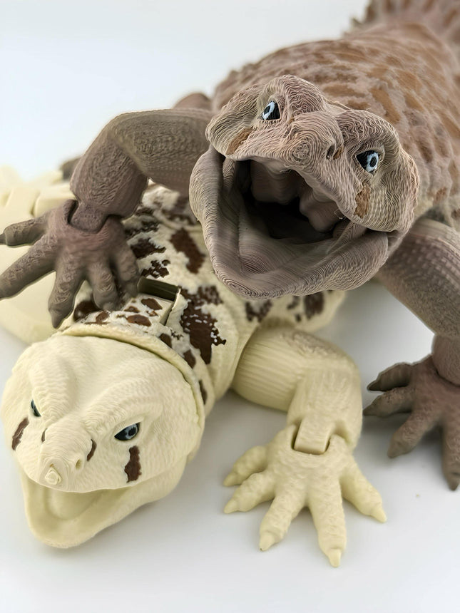Uromastyx